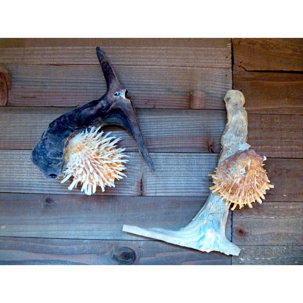 ToySpondylus on Hammerhead Oysterdecor 6 - 7" unique strange ocean nature gifts